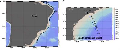 Hydrography-Driven Variability of Optically Active Constituents of Water in the South Brazilian Bight: Biogeochemical Implications